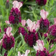 Kew Red (Lavandula Stoechas ‘Kew Red’)