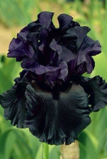 Black Bearded Iris ‘Hello Darkness’.