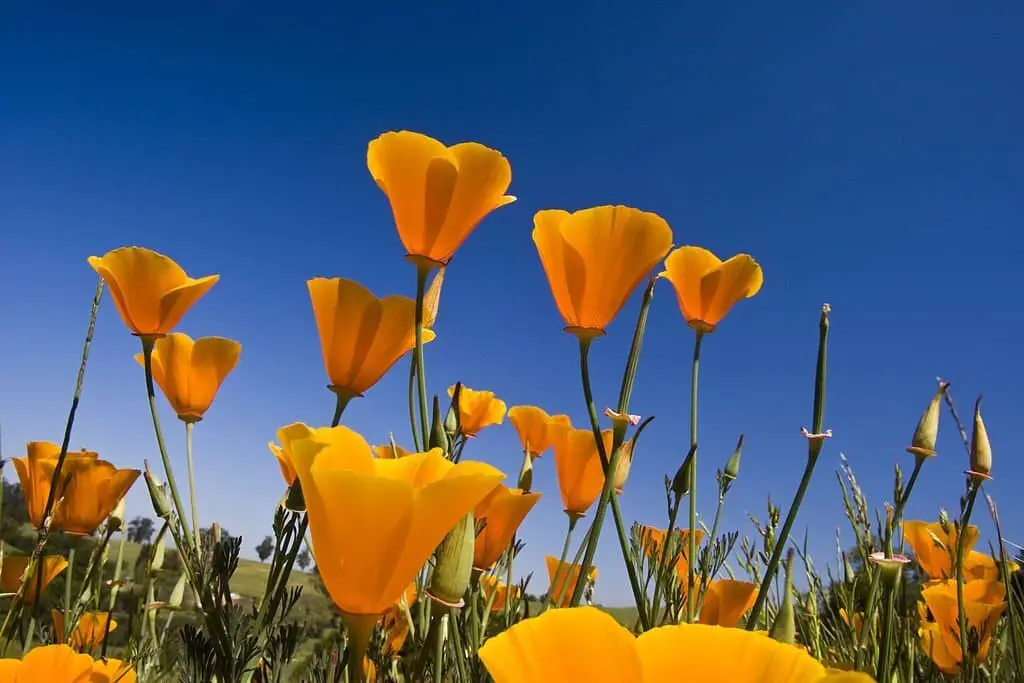 California Poppy (Eschscholzia californica).