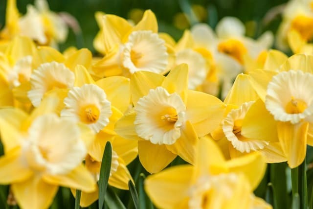 Daffodil