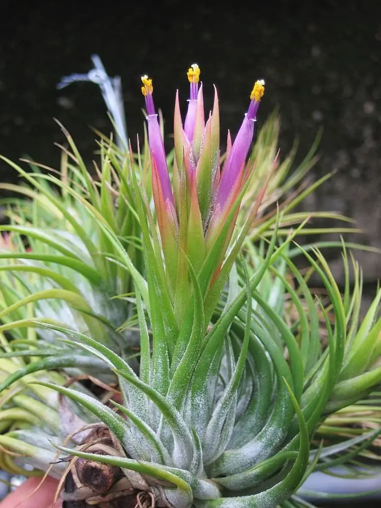 Kolbii (Tillandsia scaposa ‘Kolbii’)