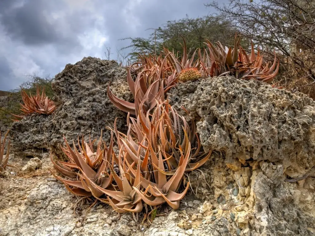 Red Aloe (Aloe Cameronii)