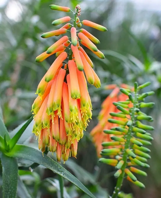 Climbing Aloe (Aloe Ciliaris)