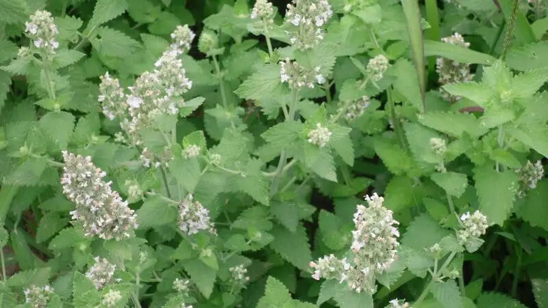 #2. Catnip Nepeta cataria