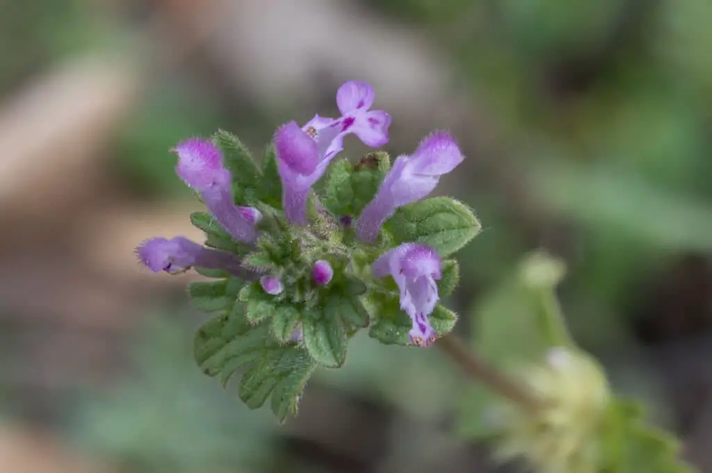 Henbit (Lamium amplexicaule).