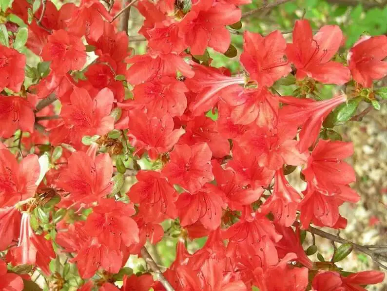 Cumberland Azalea (Rhododendron Cumberlandense)