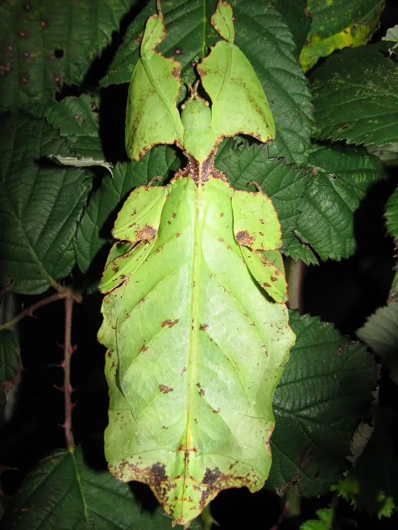 Giant Leaf Insect (Pulchriphyllium giganteum).