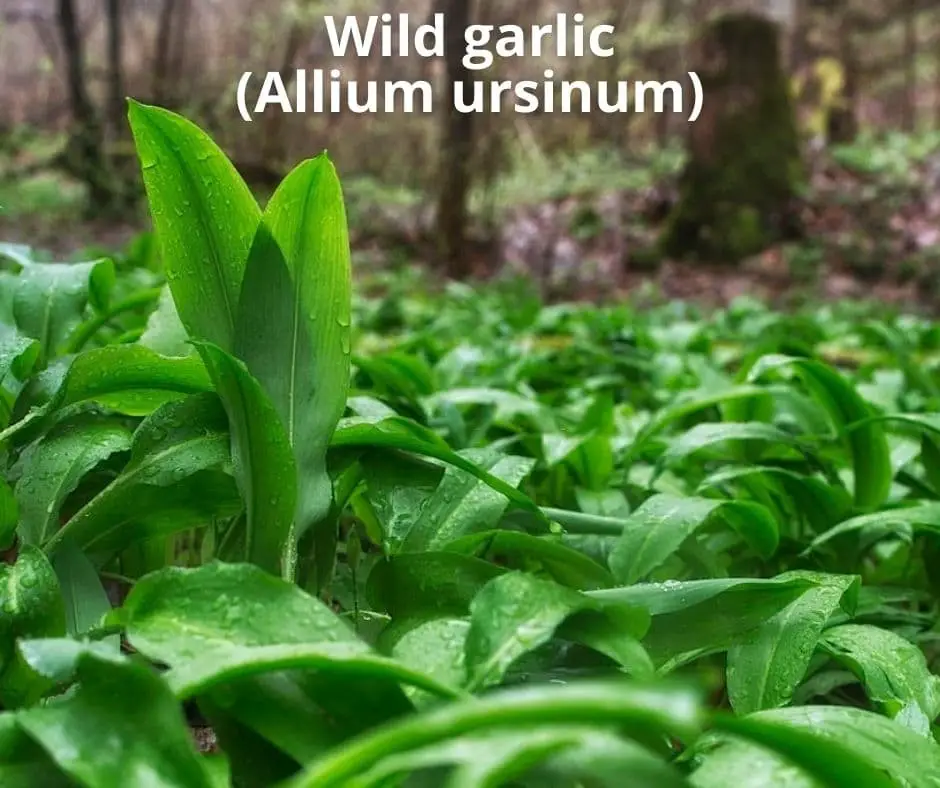 Wild garlic (Allium ursinum)