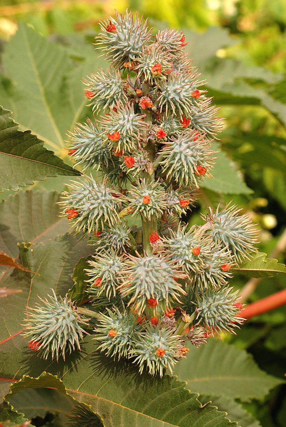 Castor Beans are Toxic to Pets