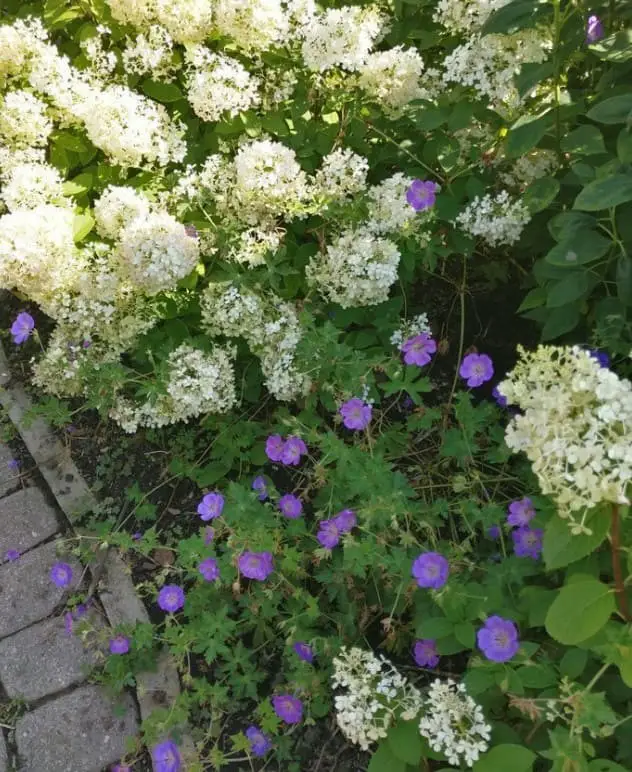 15 Stunning Plants To Pair With Hydrangeas For A Gorgeous Garden