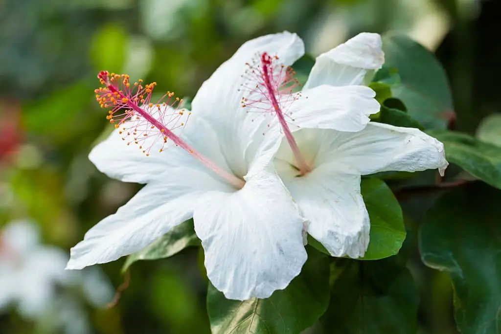 Hibiscus arnottianus (Hawaiian white hibiscus, Koki’o ke’oke’o)