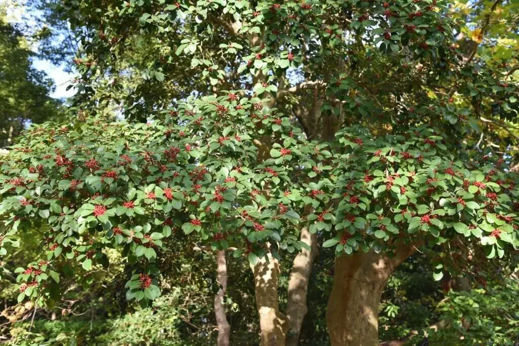 Round Leaf Holly (Ilex rotunda)