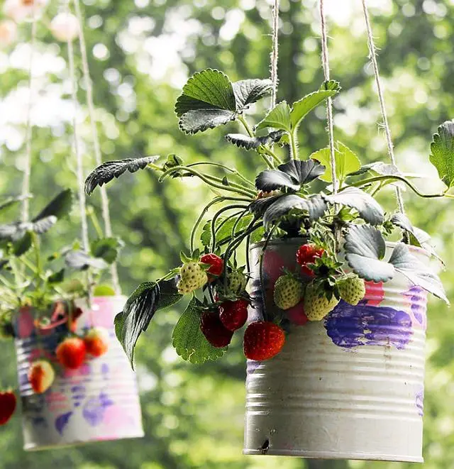 Hanging Strawberry Planters