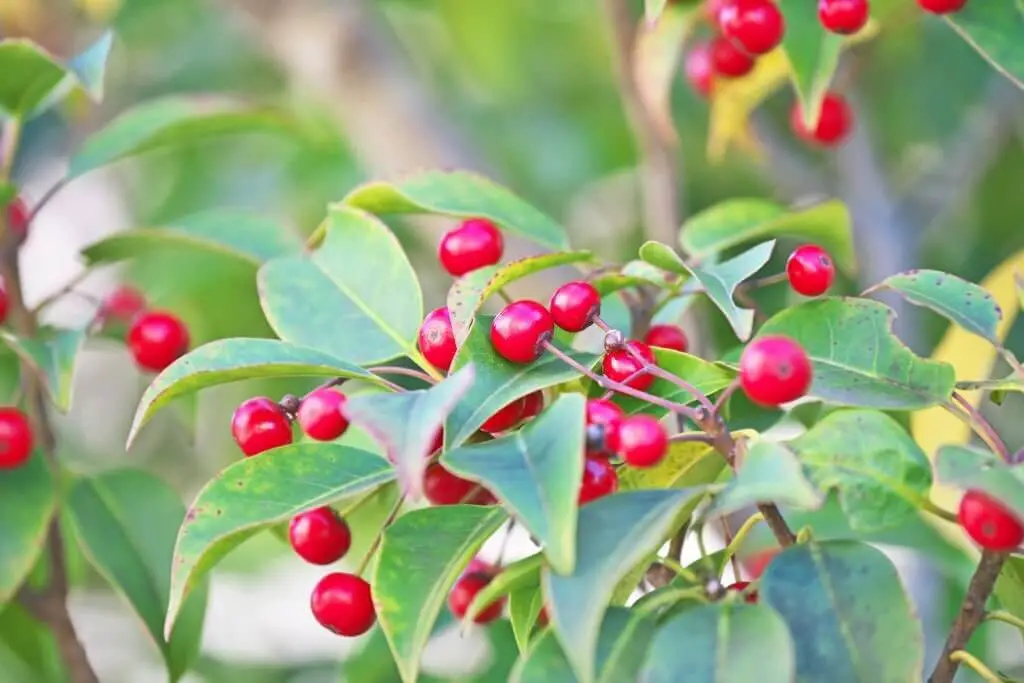 Longstalked Holly (Ilex pedunculosa)