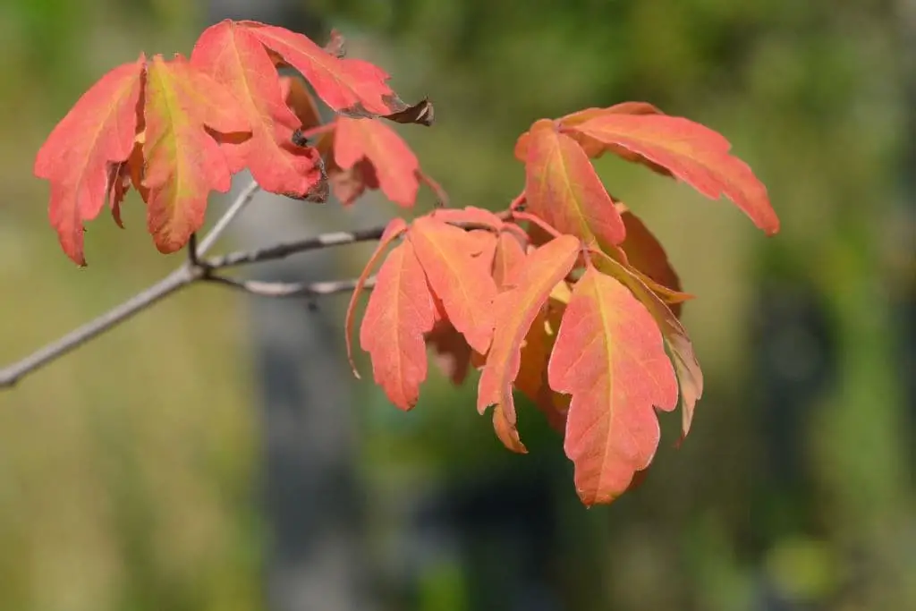 Paperbark Maple (Acer griseum)