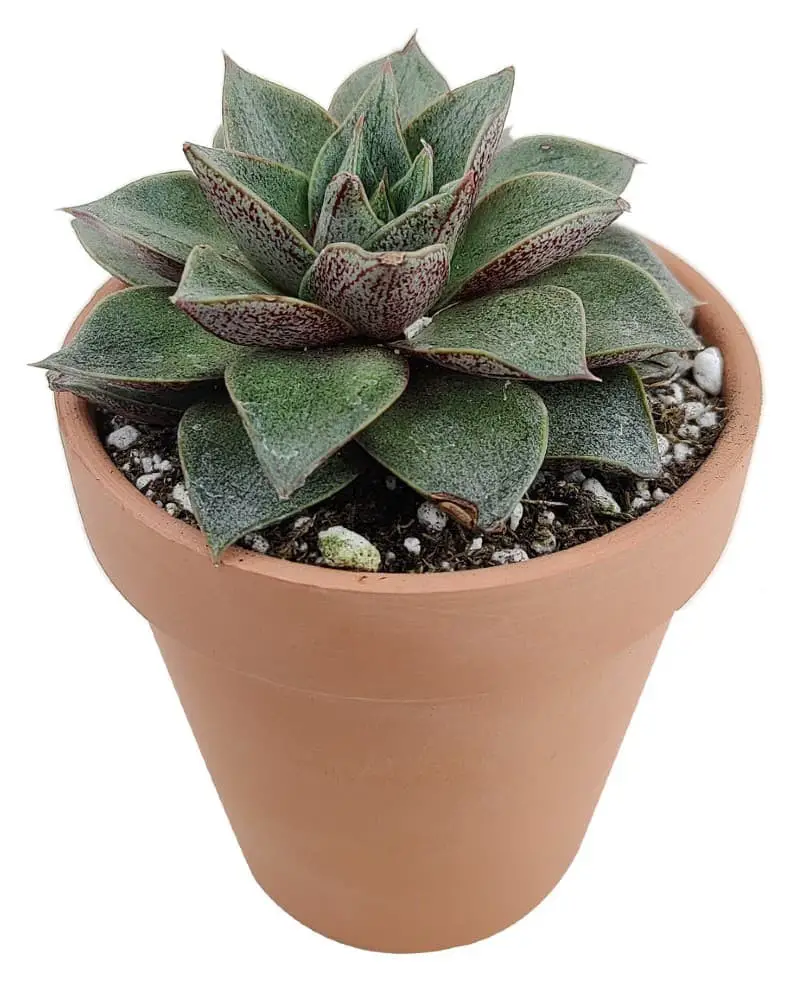 Echeveria purpusorum.