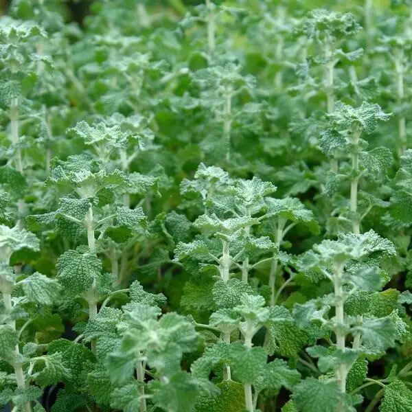 Horehound (Marrubium vulgare)