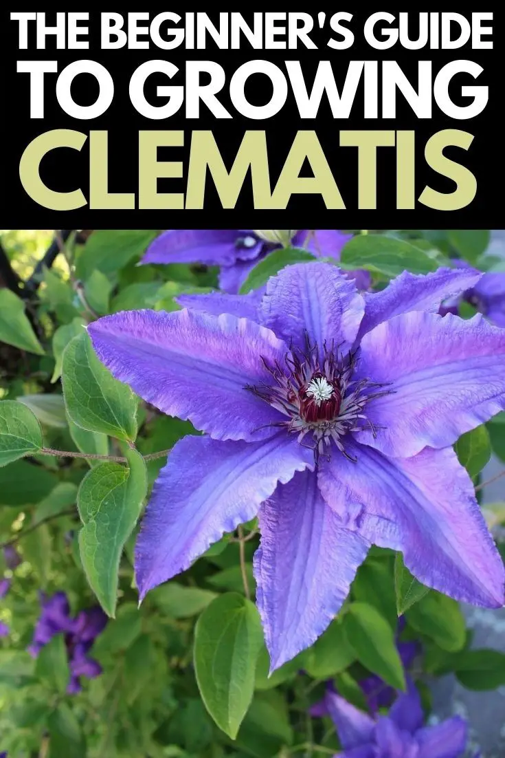 Late Flowering Clematis