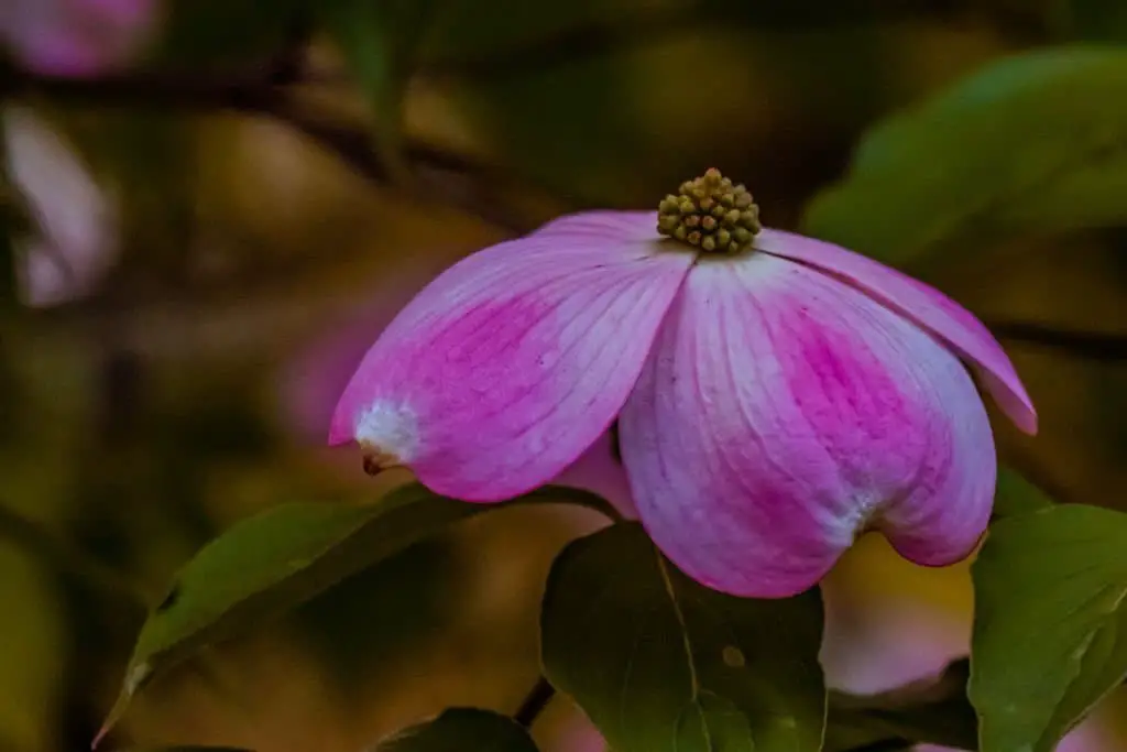 Dogwood (Cornus Florida).