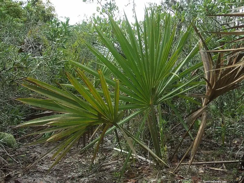 Scrub Palmetto (Sabal etonia)