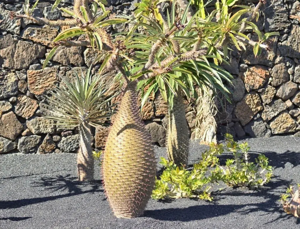 Madagascar Palm (Pachypodium Lamerei).