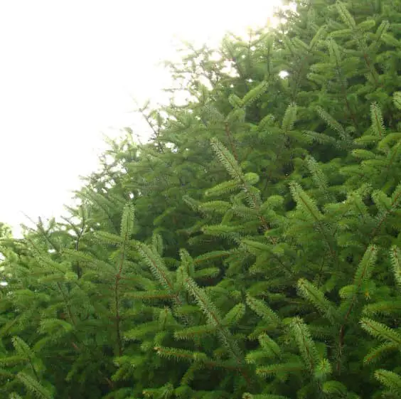 Taiwan spruce (Picea morrisonicola)