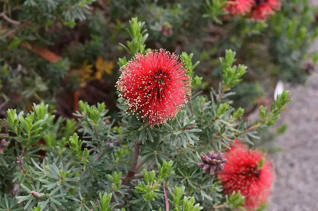 Bottle Brush Tree: Varieties, Growing And Caring For Callistemon