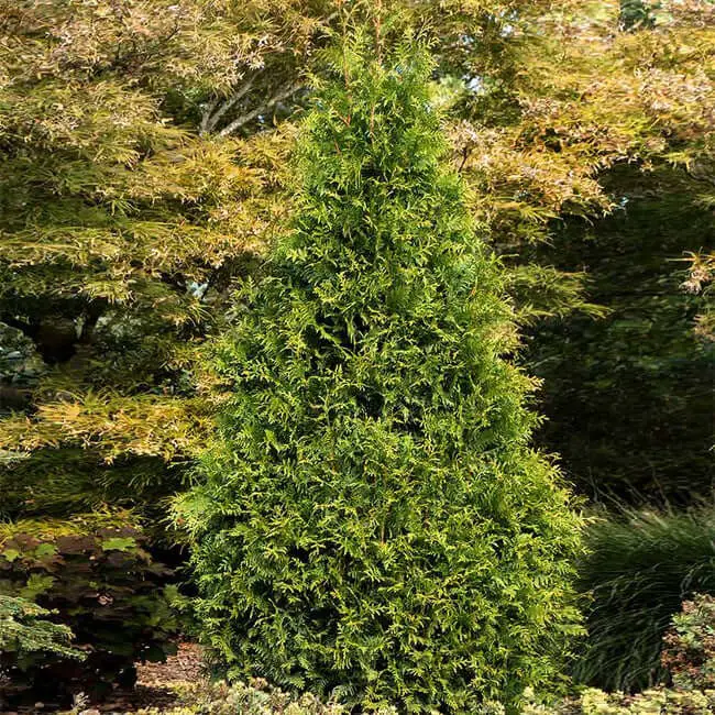 Tiny Tower® Thuja (Thuja x ‘MonRig’ P.P.A.F.)