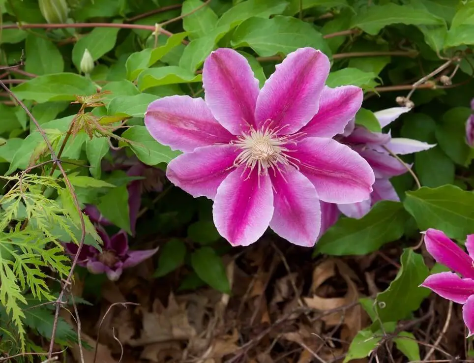 Spring Flowering Clematis