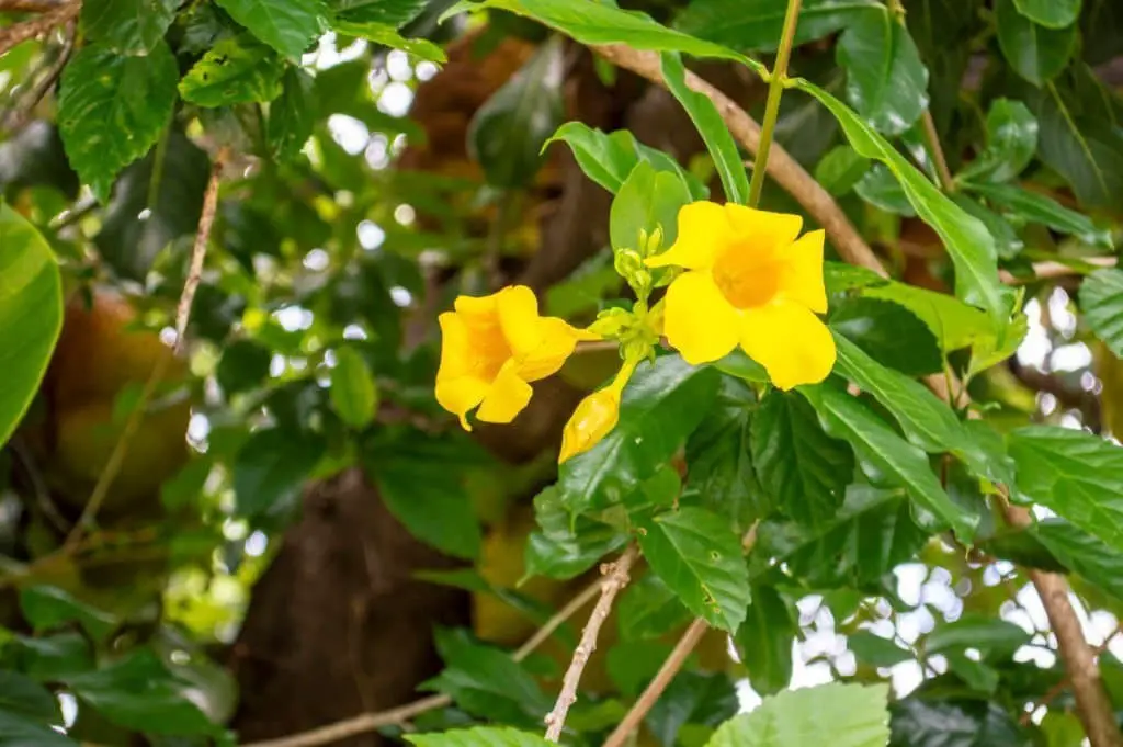 Primrose jasmine or Japanese jasmine (Jasminum mesnyi)