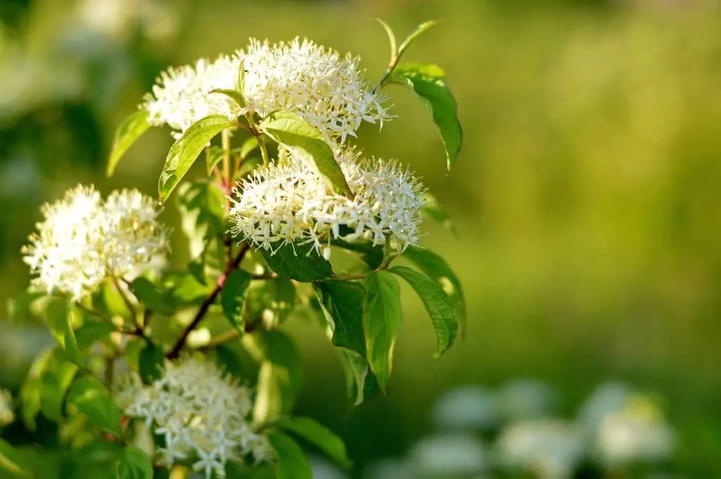 Pagoda dogwood (Cornus alternifolia)