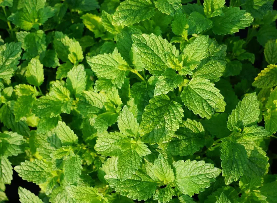 Peppermint (Mentha × piperita)