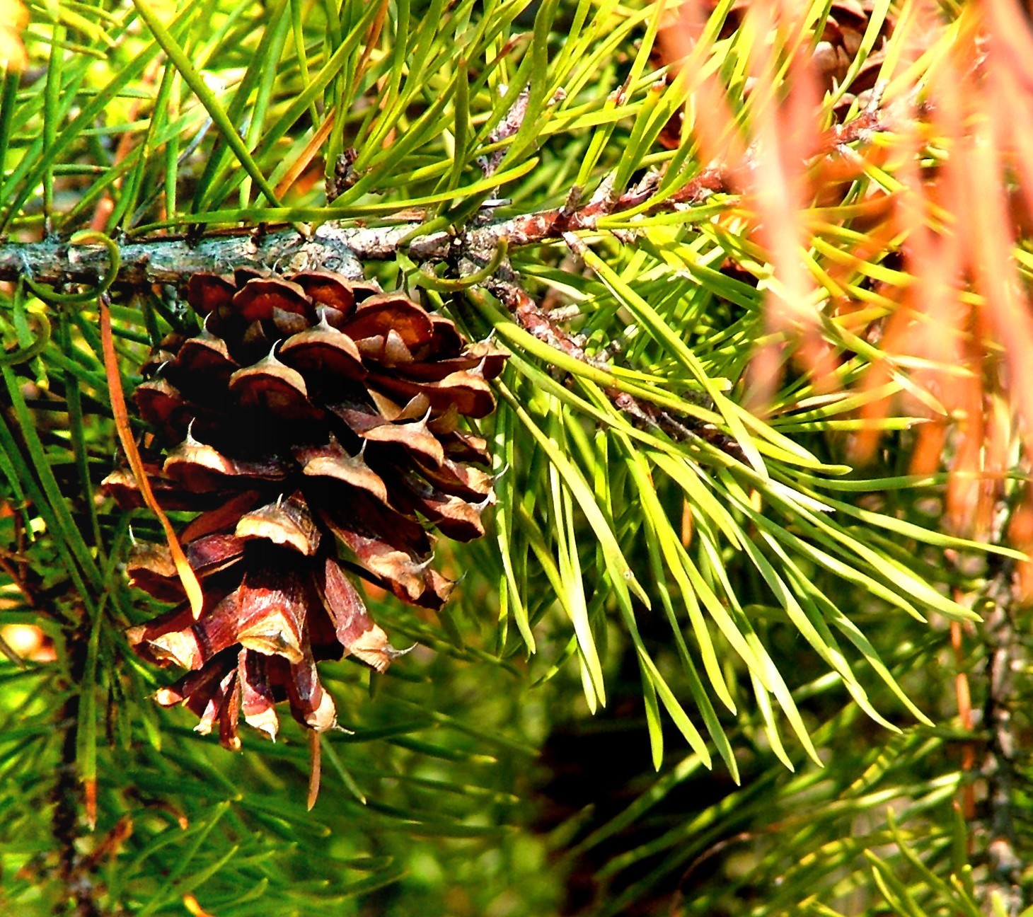 Virginia Pine (Pinus virginiana)