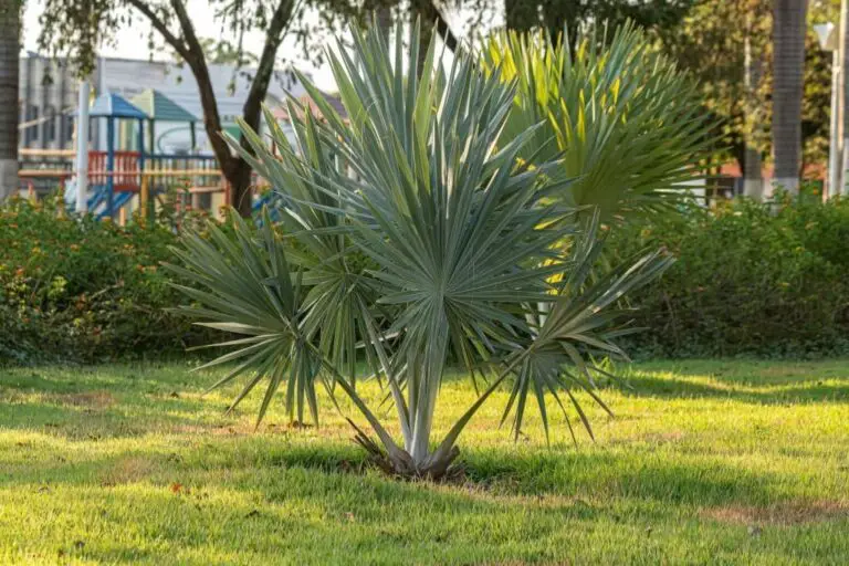 Are Palm Trees Native To California? (Facts And 9 Species)