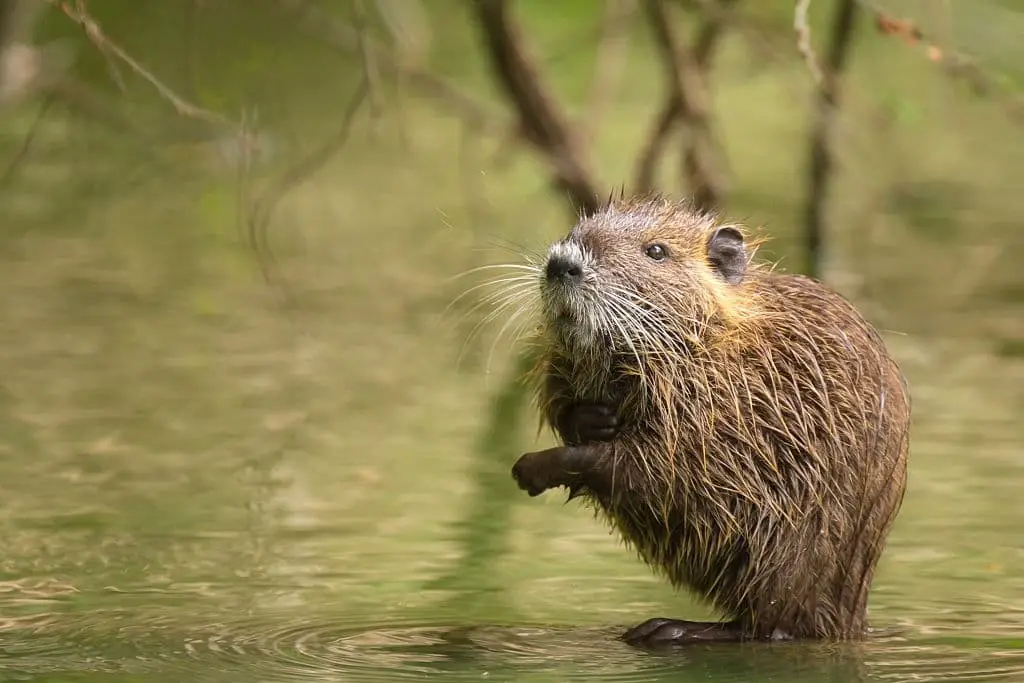 Muskrat (Ondatra zibethicus)