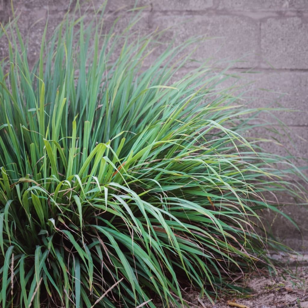 West Indian lemongrass