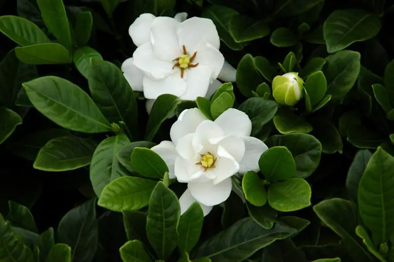 Gardenia jasminoides ‘Buttons’ (Buttons Gardenia)