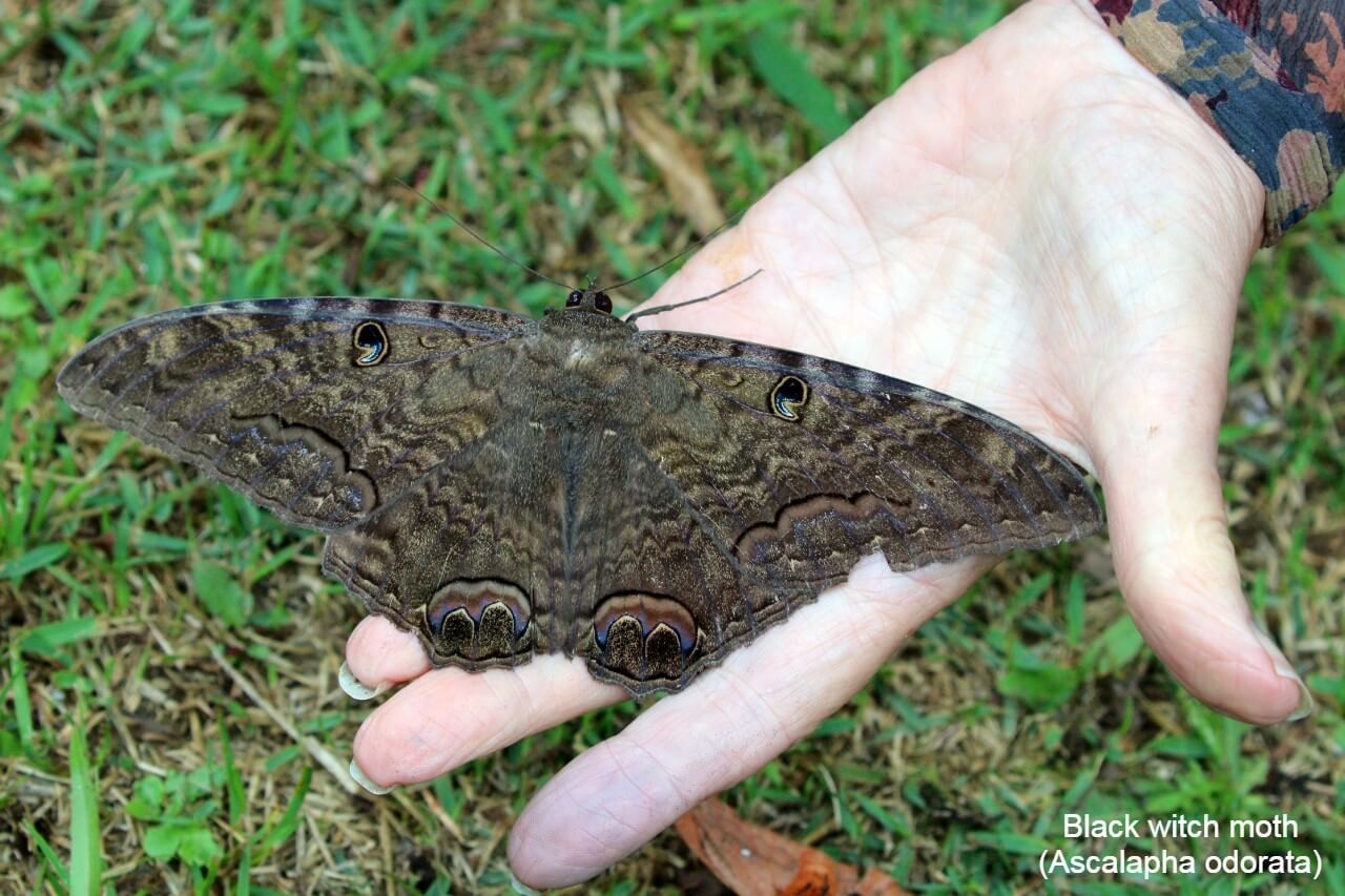 Black witch moth (Ascalapha odorata)