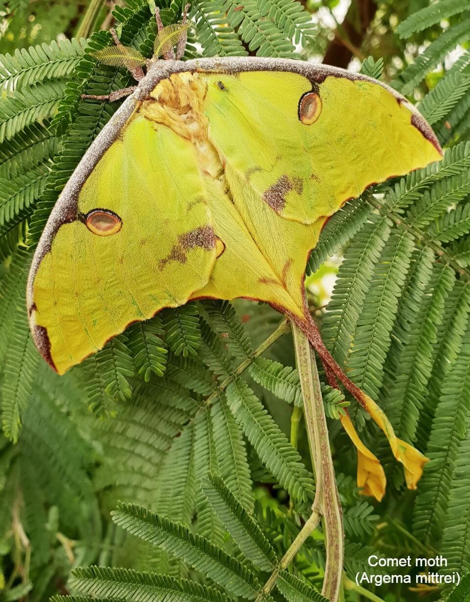 Comet moth (Argema mittrei)