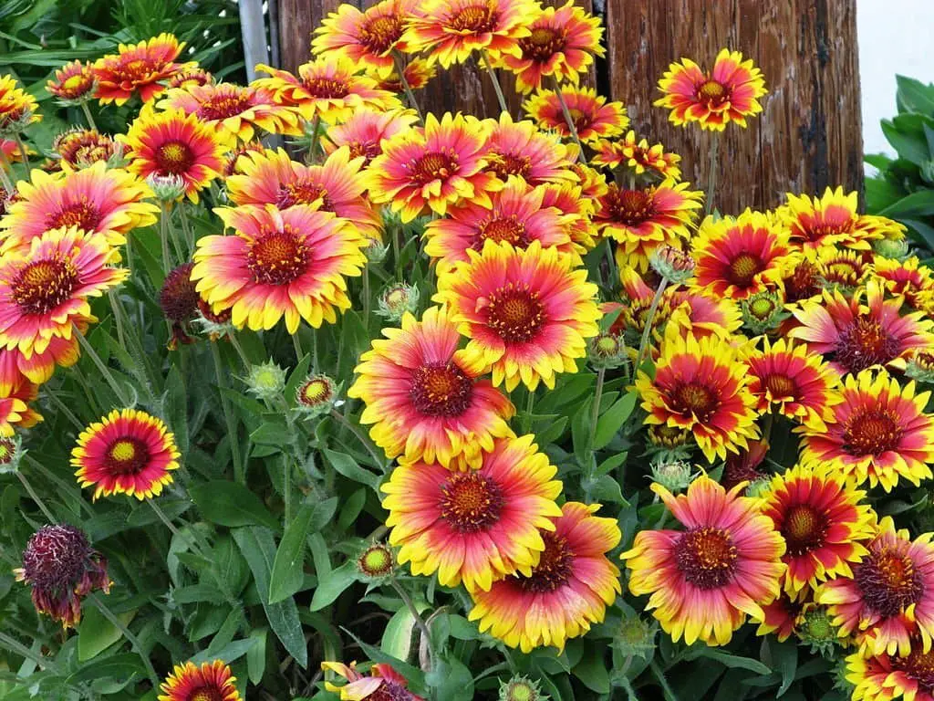 Blanket Flower (Gaillardia).