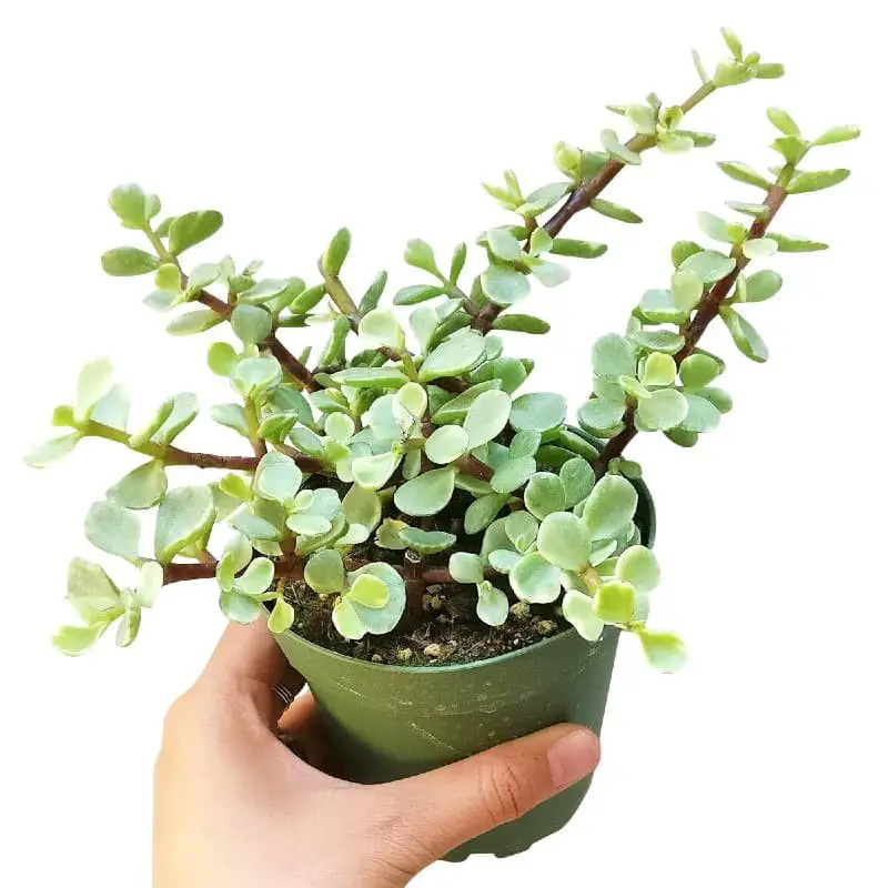 Elephant Bush (Portulacaria Afra).