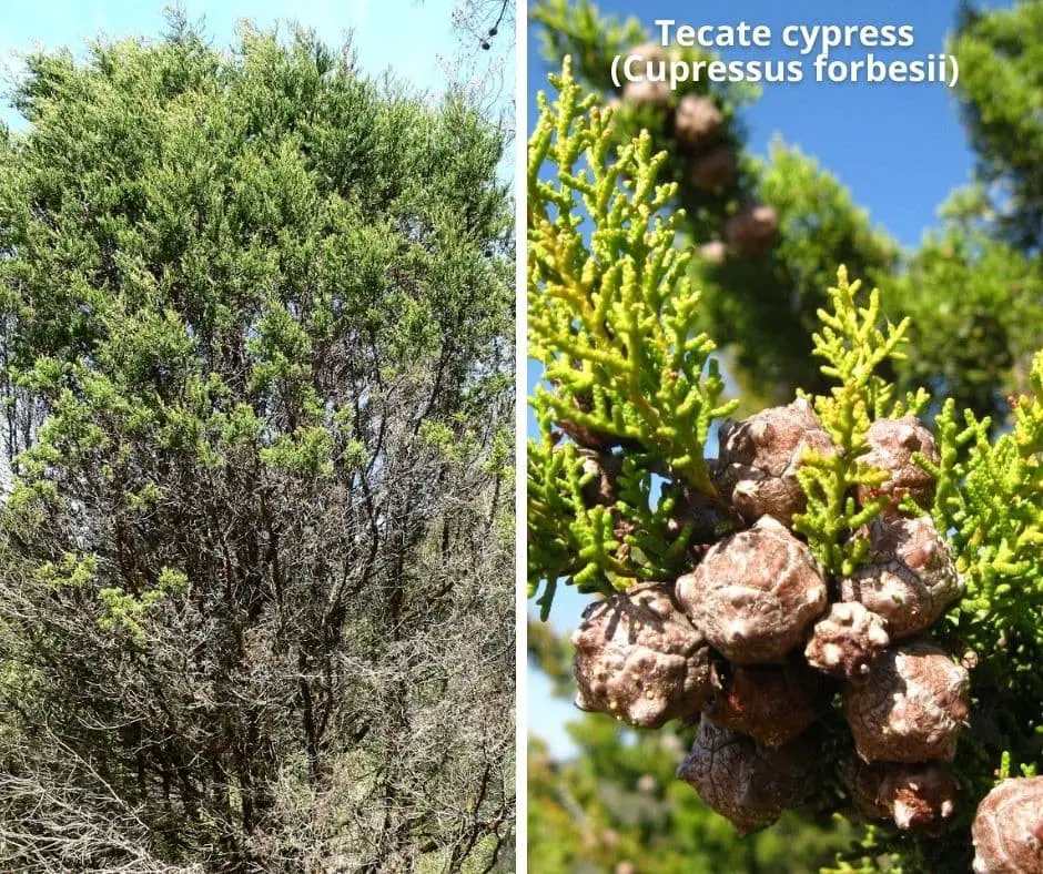 Tecate cypress (Cupressus forbesii)