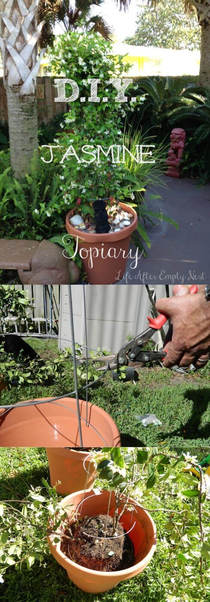 DIY Jasmine Topiary