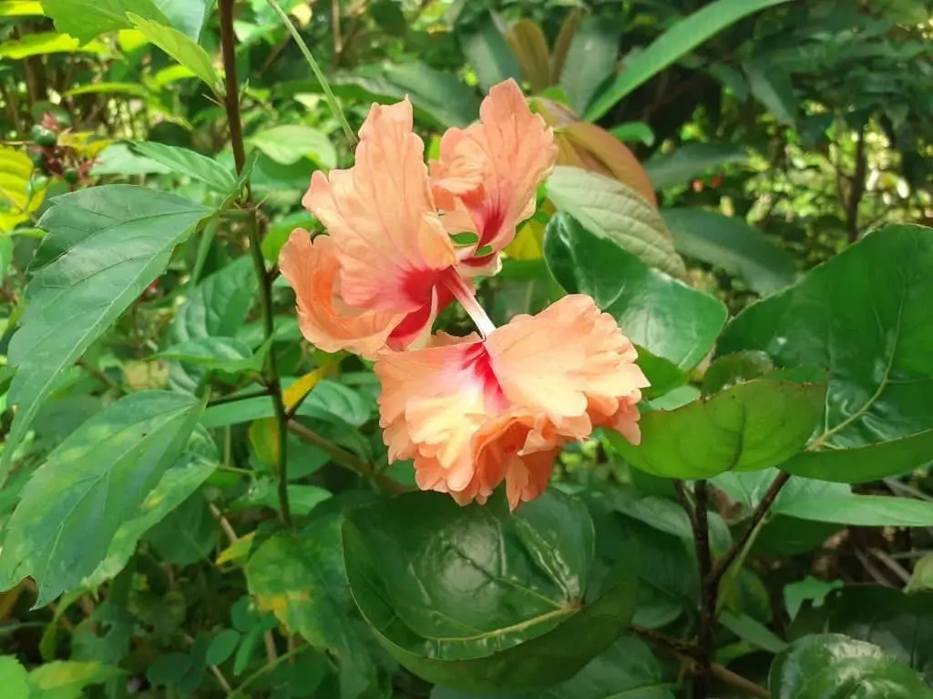 Hibiscus schizopetalus (Spider hibiscus)