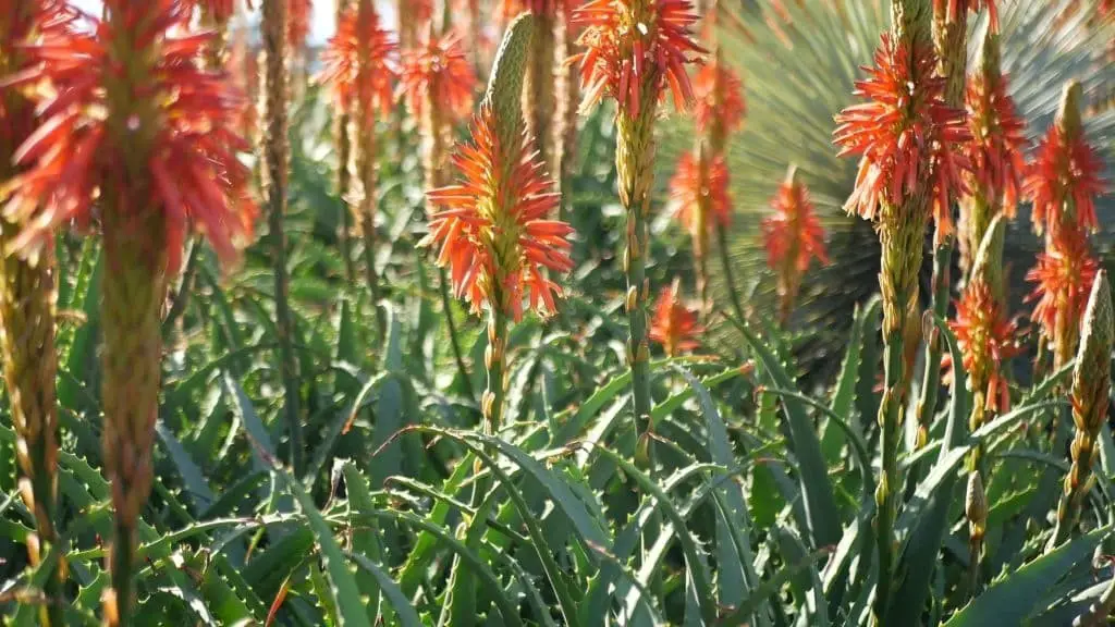 African aloe (Aloe africana)