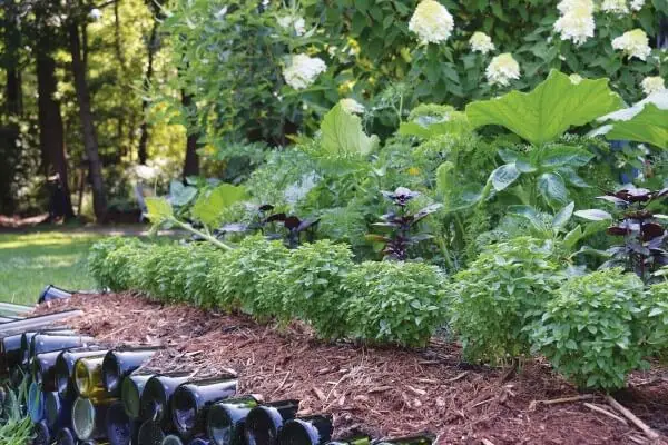 Growing Edible Edges