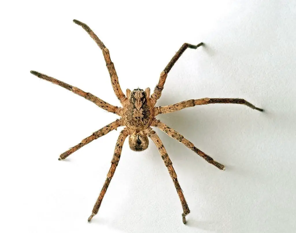 Domestic house spiders (Tegenaria domestic)