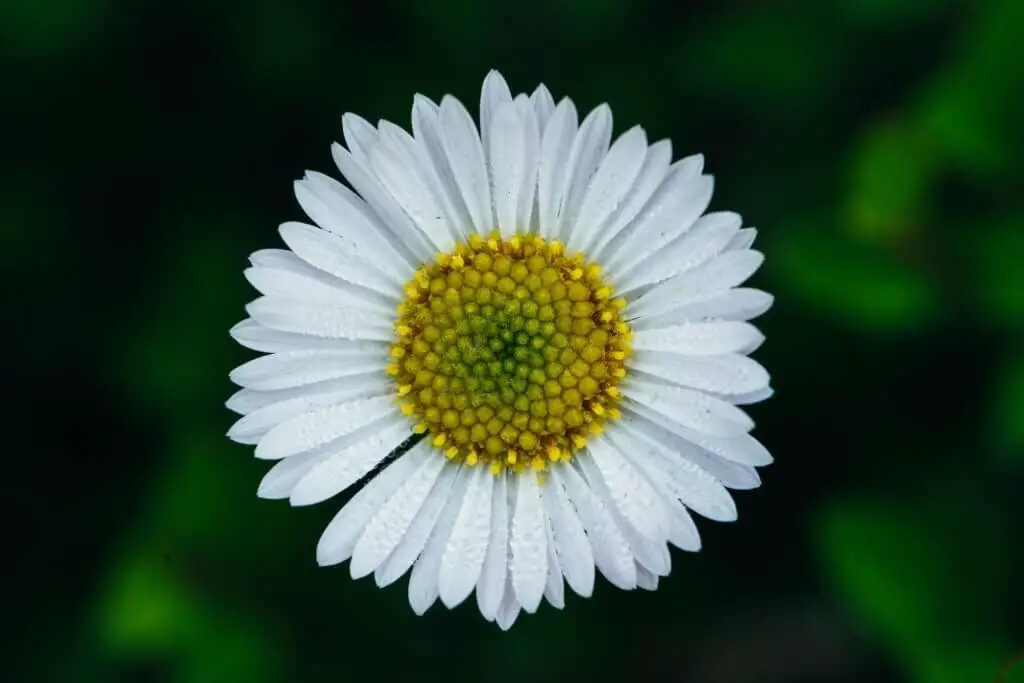 Mexican Daisy (Erigeron karvinskianus).