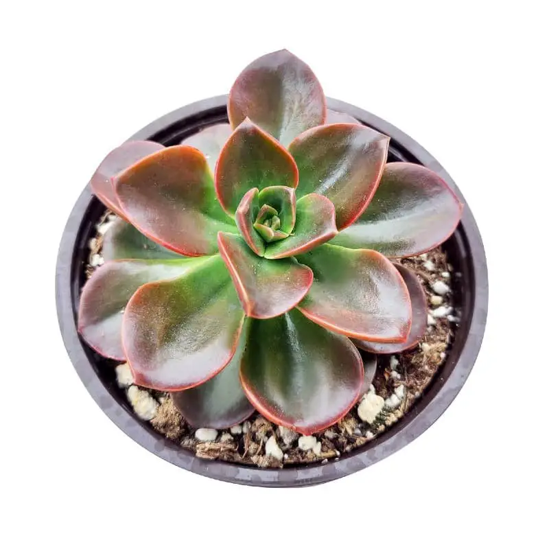 Echeveria ‘Melaco‘ (Brown rose succulent)