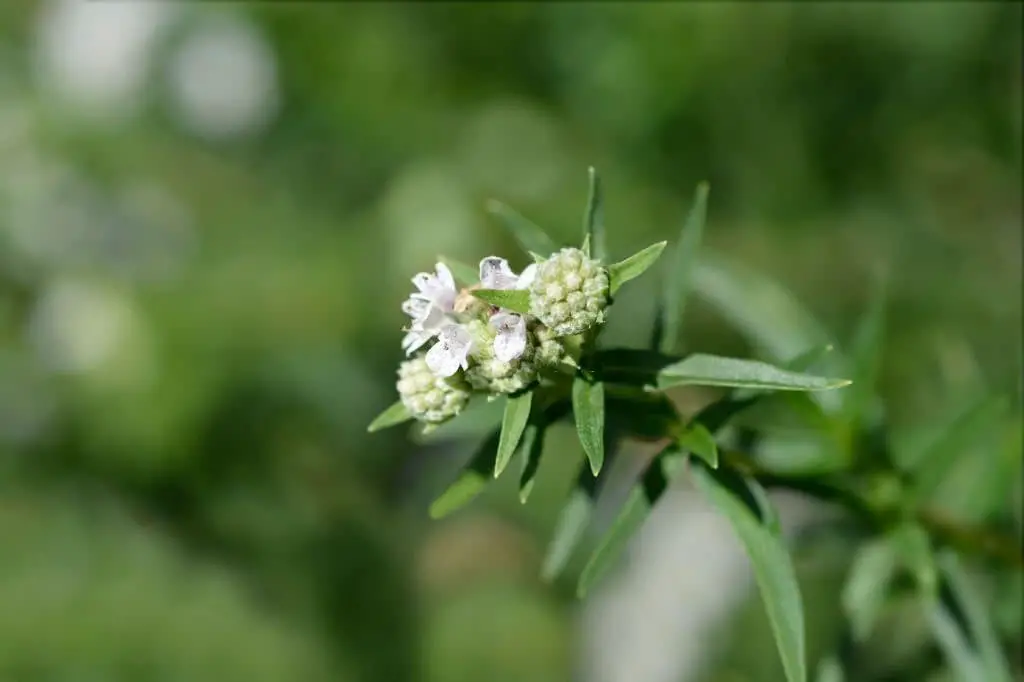 Virginia Mountain Mint (Pycnanthemum virginianum).